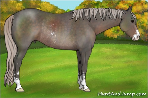 Horse Color:Silver Black Sabino Rabicano 