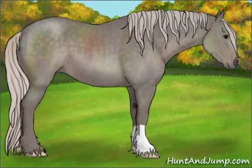 Horse Color:Silver Blue Roan 