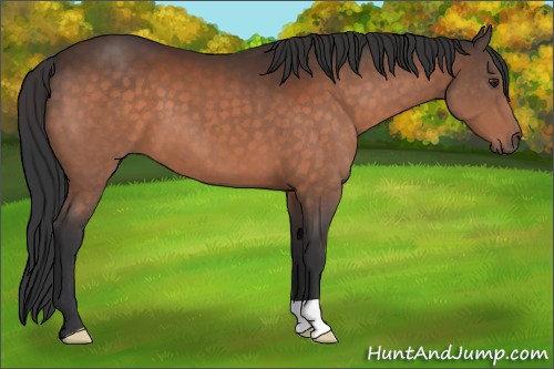 Horse Color:Brown 