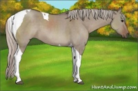 Horse Color:Silver Grullo Tobiano