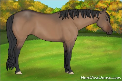 Horse Color:Brown Dun 