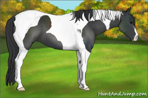 Horse Color:Black Tobiano 