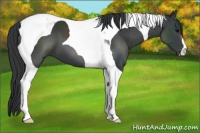 Horse Color:Black Tobiano