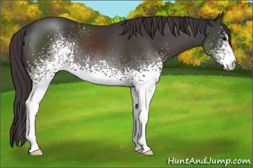 Horse Color:White Spotted Smoky Black 