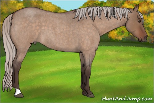 Horse Color:Silver Brown Roan Dun 