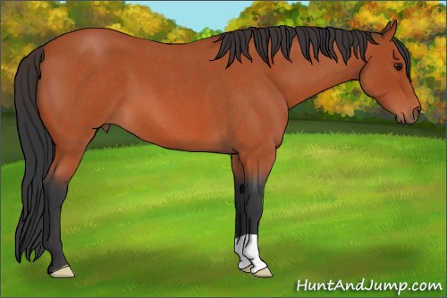 Horse Color:Bay Roan 