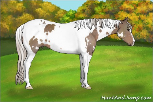 Horse Color:White Spotted Silver Black Tobiano 