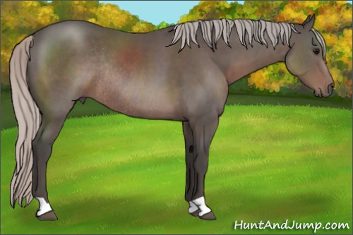 Horse Color:Silver Black Rabicano 