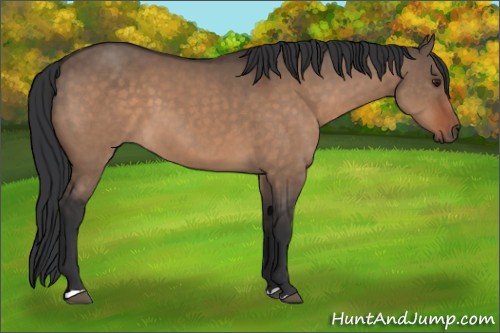 Horse Color:Brown Dun 