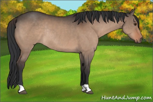 Horse Color:Brown Dun Rabicano 