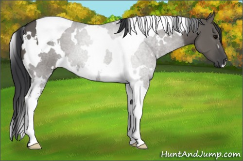 Horse Color:White Spotted Grullo Tobiano 
