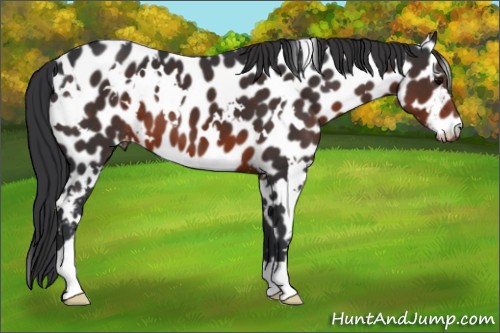 Horse Color:White Spotted Brown Appaloosa 