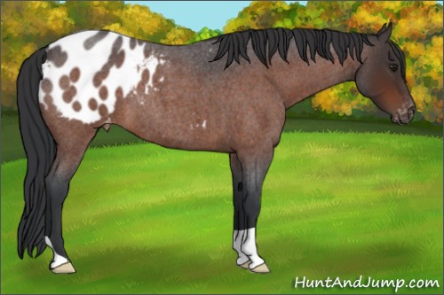 Horse Color:Brown Roan Appaloosa 