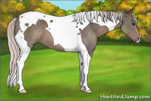 Horse Color:Silver Black Tobiano 