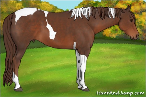 Horse Color:Liver Chestnut Tobiano 