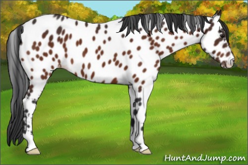 Horse Color:Bay Appaloosa 