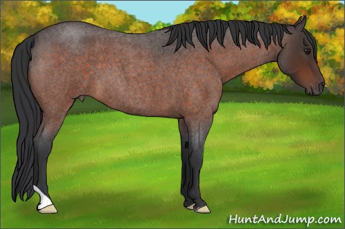 Horse Color:Brown Roan 