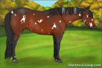 Horse Color:White Spotted Bay Rabicano