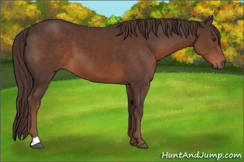 Horse Color:Liver Chestnut 