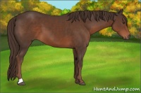Horse Color:Liver Chestnut 