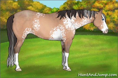 Horse Color:White Spotted Amber Champagne Splash 