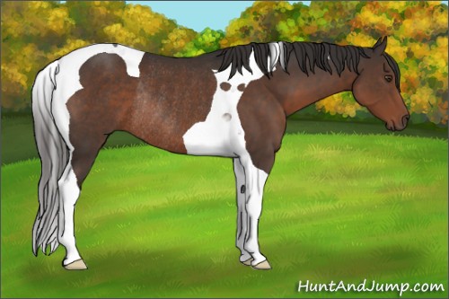 Horse Color:Liver Chestnut Tobiano Rabicano 