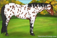 Horse Color:Bay Appaloosa 