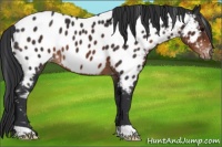 Horse Color:Brown Appaloosa 