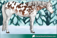 Horse Color:White Spotted Silver Bay Sabino Appaloosa 