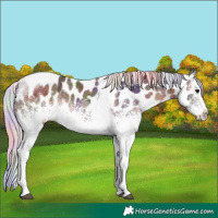 Horse Color:Nacre White Spotted Silver Brown Ice Splash Tobiano Appaloosa 