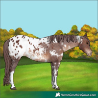 Horse Color:White Spotted Chocolate Brown Tobiano Appaloosa 