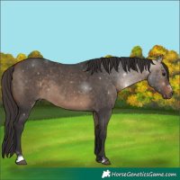 Horse Color:Bay Dun Sabino