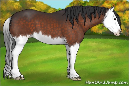 Horse Color:Brown Sabino Splash