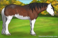 Horse Color:Brown Sabino Splash 