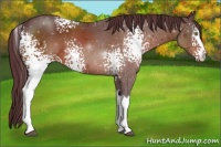 Horse Color:White Spotted Chocolate Brown 