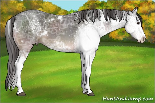 Horse Color:White Spotted Smoky Black Ice 
