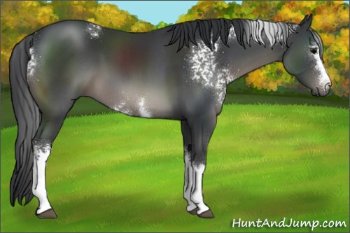 Horse Color:White Spotted Black