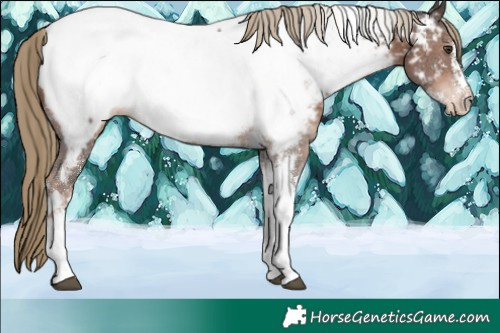 Horse Color:Liver Chestnut Sabino Tobiano Near Fewspot 