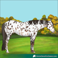 Horse Color:Liver Chestnut Appaloosa 