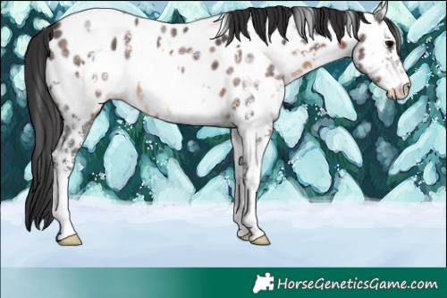 Horse Color:White Spotted Brown Ice Sabino Appaloosa 