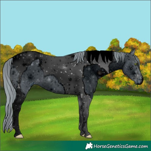 Horse Color:ERROR: UNKNOWN ANOMALY