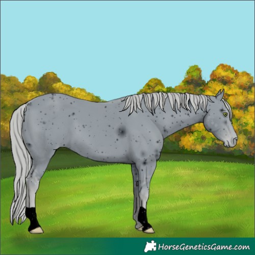 Horse Color:ERROR: UNKNOWN ANOMALY