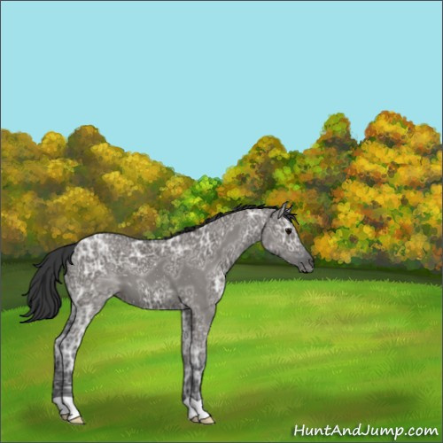 Horse Color:Grullo Ice 