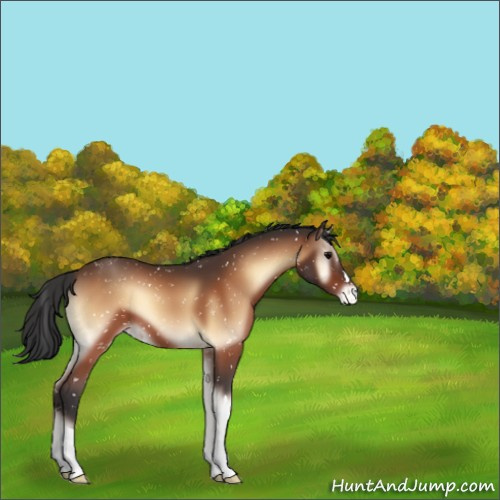 Horse Color:Bay Onyx Appaloosa 