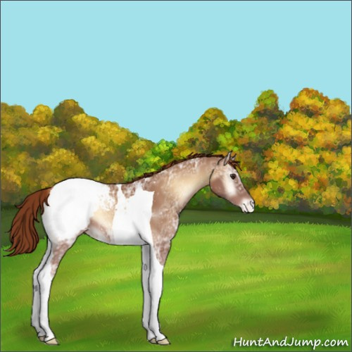 Horse Color:Red Onyx Ice Tobiano Appaloosa 