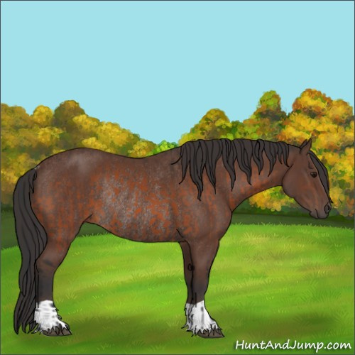 Horse Color:Bay Rabicano and Bay Rabicano