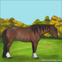 Horse Color:Bay Rabicano  and Bay Rabicano 