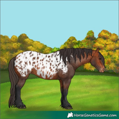 Horse Color:Bay Appaloosa  and Bay Appaloosa 