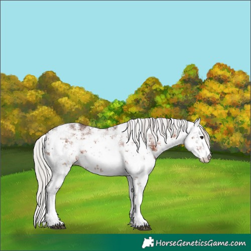 Horse Color:White Spotted Silver Brown Ice Sabino 