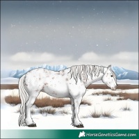 Horse Color:White Spotted Silver Brown Ice Sabino 